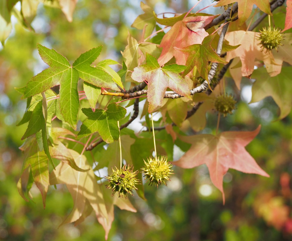 sweetgum